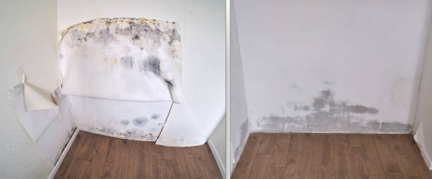 Best Mold Removal Company Near Me  in Whiteville, NC